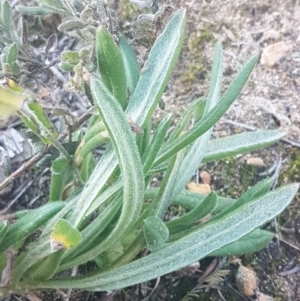 Chrysocephalum apiculatum at Bruce, ACT - 29 Jul 2020