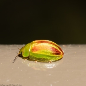 Peltoschema orphana at Acton, ACT - 28 Jul 2020