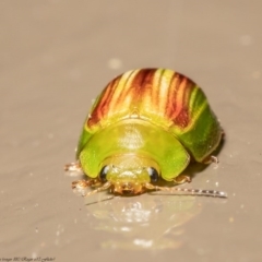 Peltoschema orphana at Acton, ACT - 28 Jul 2020