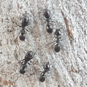 Anonychomyrma sp. (genus) at Bruce, ACT - 29 Jul 2020