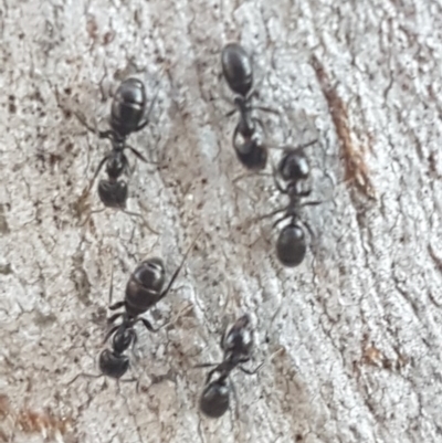 Anonychomyrma sp. (genus) (Black Cocktail Ant) at Bruce, ACT - 29 Jul 2020 by trevorpreston
