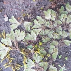 Riccia sp. (genus) (Liverwort) at Bruce, ACT - 29 Jul 2020 by tpreston