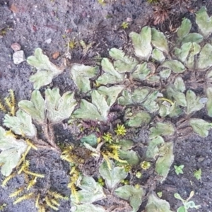 Riccia sp. (genus) at Bruce, ACT - 29 Jul 2020