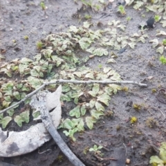 Riccia sp. (genus) at Bruce, ACT - 29 Jul 2020