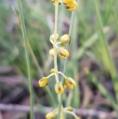Lomandra filiformis (Wattle Mat-rush) at O'Connor, ACT - 29 Jul 2020 by trevorpreston