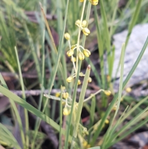 Lomandra filiformis at O'Connor, ACT - 29 Jul 2020