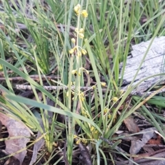 Lomandra filiformis at O'Connor, ACT - 29 Jul 2020