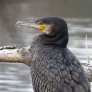 Phalacrocorax carbo at Yarralumla, ACT - 25 Jul 2020 03:16 PM