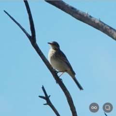 Anthus australis (Australian Pipit) at Googong, NSW - 29 Jul 2020 by Ct1000