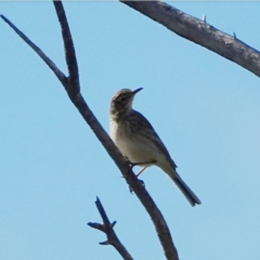 Anthus australis at Googong, NSW - 29 Jul 2020