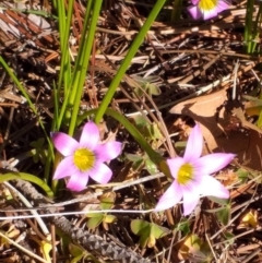 Romulea rosea var. australis (Onion Grass) at Watson, ACT - 29 Jul 2020 by Sarah2019