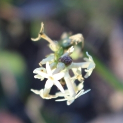 Stackhousia monogyna (Creamy Candles) at Watson, ACT - 23 Jul 2020 by Sarah2019