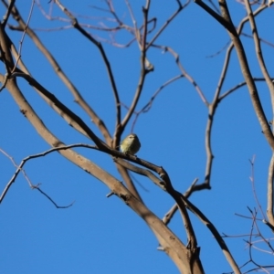 Acanthiza lineata at Weetangera, ACT - 8 Jun 2020