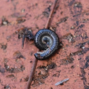 Ommatoiulus moreleti at Watson, ACT - 25 Jul 2020 01:22 PM