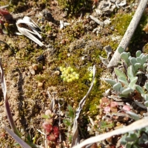 Gigaspermum repens at Campbell, ACT - 25 Jul 2020