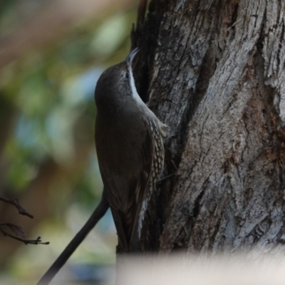 Cormobates leucophaea (White-throated Treecreeper) at Black Range, NSW - 29 Jul 2020 by AndrewMcCutcheon