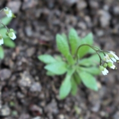 Erophila verna subsp. verna (Whitlow Grass) at Woodstock Nature Reserve - 28 Jun 2020 by Sarah2019