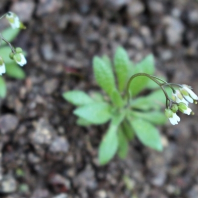 Erophila verna subsp. verna (Whitlow Grass) at Woodstock Nature Reserve - 28 Jun 2020 by Sarah2019