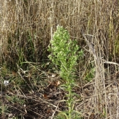 Erigeron sp. at Downer, ACT - 29 Jul 2020