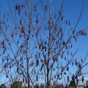 Alnus glutinosa at Downer, ACT - 29 Jul 2020