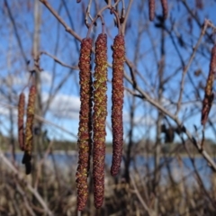 Alnus glutinosa at Downer, ACT - 29 Jul 2020