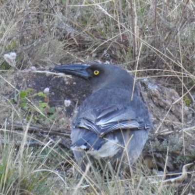 Strepera versicolor (Grey Currawong) at Tuggeranong DC, ACT - 28 Jul 2020 by HelenCross