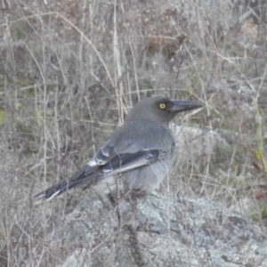 Strepera versicolor at Tuggeranong DC, ACT - 29 Jul 2020