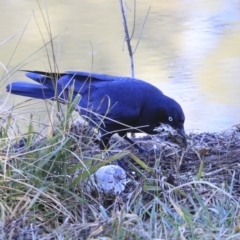Corvus coronoides (Australian Raven) at Lake Tuggeranong - 29 Jul 2020 by AlisonMilton