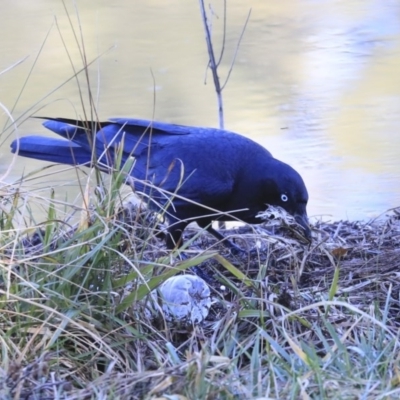 Corvus coronoides (Australian Raven) at Kambah, ACT - 29 Jul 2020 by AlisonMilton