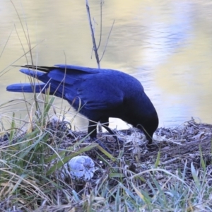 Corvus coronoides at Kambah, ACT - 29 Jul 2020