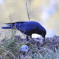 Corvus coronoides at Kambah, ACT - 29 Jul 2020