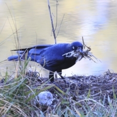 Corvus coronoides at Kambah, ACT - 29 Jul 2020