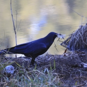 Corvus coronoides at Kambah, ACT - 29 Jul 2020