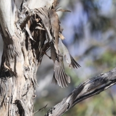 Manorina melanocephala (Noisy Miner) at Greenway, ACT - 29 Jul 2020 by Alison Milton