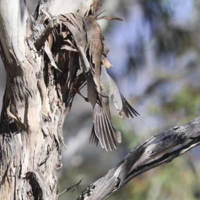 Manorina melanocephala (Noisy Miner) at Greenway, ACT - 29 Jul 2020 by AlisonMilton