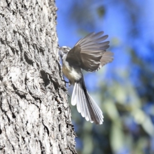 Rhipidura albiscapa at Wanniassa, ACT - 29 Jul 2020