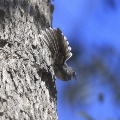 Rhipidura albiscapa at Wanniassa, ACT - 29 Jul 2020