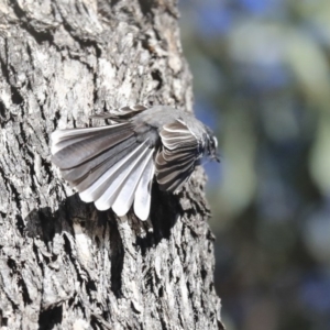 Rhipidura albiscapa at Wanniassa, ACT - 29 Jul 2020