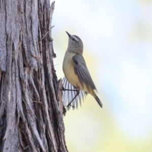 Acanthiza chrysorrhoa at Wanniassa, ACT - 29 Jul 2020