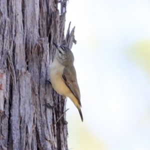 Acanthiza chrysorrhoa at Wanniassa, ACT - 29 Jul 2020