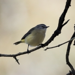 Acanthiza chrysorrhoa at Wanniassa, ACT - 29 Jul 2020