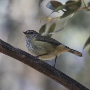 Acanthiza lineata at Wanniassa, ACT - 29 Jul 2020