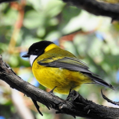 Pachycephala pectoralis (Golden Whistler) at Acton, ACT - 29 Jul 2020 by HelenCross