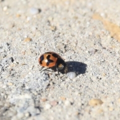 Coccinella transversalis (Transverse Ladybird) at Wanniassa, ACT - 29 Jul 2020 by AlisonMilton