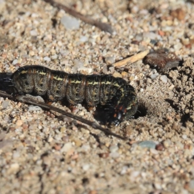 Apina callisto (Pasture Day Moth) at Wanniassa, ACT - 29 Jul 2020 by AlisonMilton