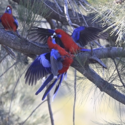 Platycercus elegans (Crimson Rosella) at Kambah, ACT - 29 Jul 2020 by Alison Milton