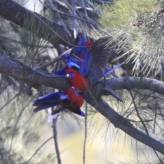 Platycercus elegans at Kambah, ACT - 29 Jul 2020