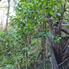 Pennantia cunninghamii (Brown Beech) at Wattamolla, NSW - 28 Jul 2020 by Brinwats