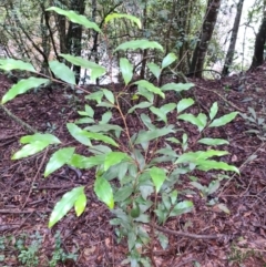 Stenocarpus salignus (Scrub Beefwood) at Wattamolla, NSW - 27 Jul 2020 by Brinwats