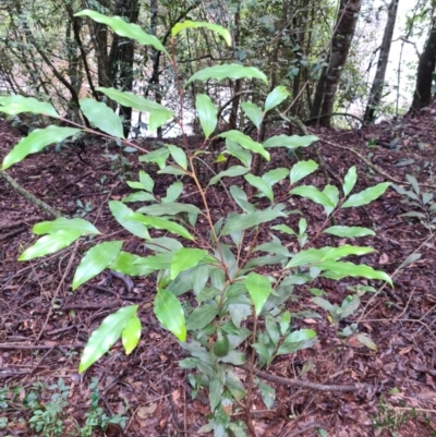 Stenocarpus salignus (Scrub Beefwood) at Wattamolla, NSW - 27 Jul 2020 by Brinwats